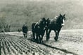 Old postcards of ploughing dug up from Brecon Museum archives