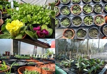 Growing interest in Brecon's Muse seed swap