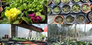 Growing interest in Brecon's Muse seed swap