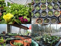 Growing interest in Brecon's Muse seed swap