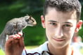 Squirrel on boundary watch at cricket match