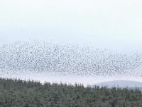 The big starling winter watch certainly does not disappoint