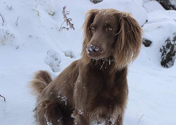 More readers' pictures of the snow