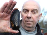 Hatchery takes major step towards reviving UK’s mollusc population