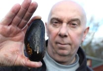 Hatchery takes major step towards reviving UK’s mollusc population