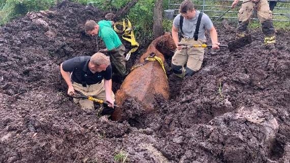 Cow freed by firefighters after it became stuck in the mud | brecon ...