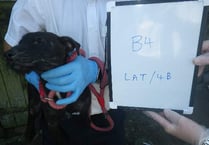 Brecon man one of three jailed after badger baiting investigation