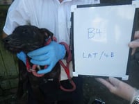 Brecon man one of three jailed after badger baiting investigation