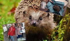 Visitors impressed by town's hedgehog rescue