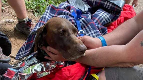 Dog saved by mountain rescue team after falling down waterfall | brecon ...