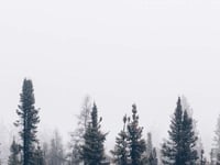 Case of tree disease found in Llandovery