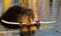 NFU Cymru hosts joint beaver meeting