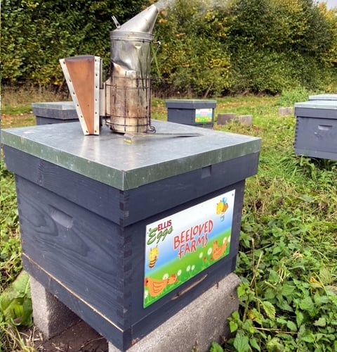 Beeloved hive