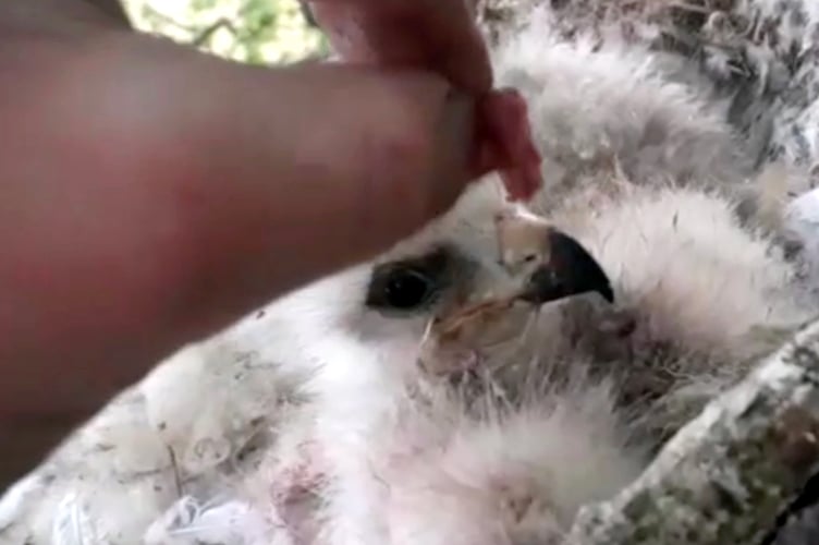 Chick