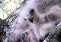 Man killed badger and kept fox cub and red kite in home