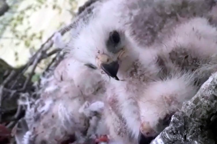 Chick
