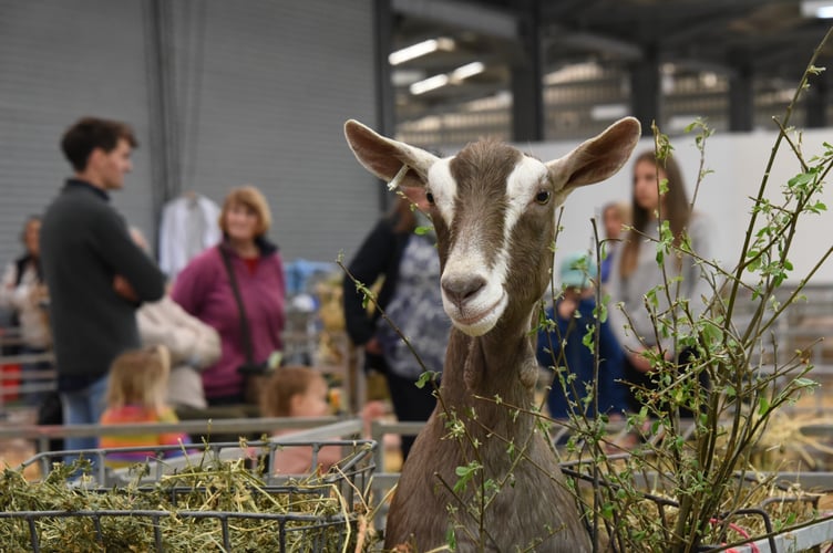 A variety of different animal breeds to see at The Smallholding & Countryside Festival.