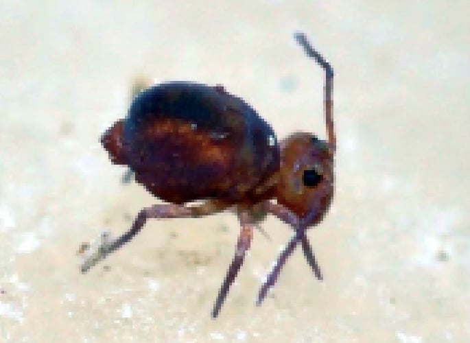 Dicyrtoma fusca (springtail) - by Joe Botting.
