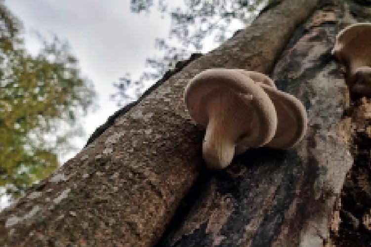 Veiled Oyster Mushroom - by Tom Gallagher.