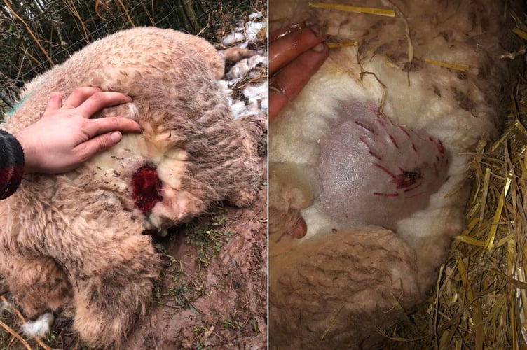 Ewe injuries caused by a dog