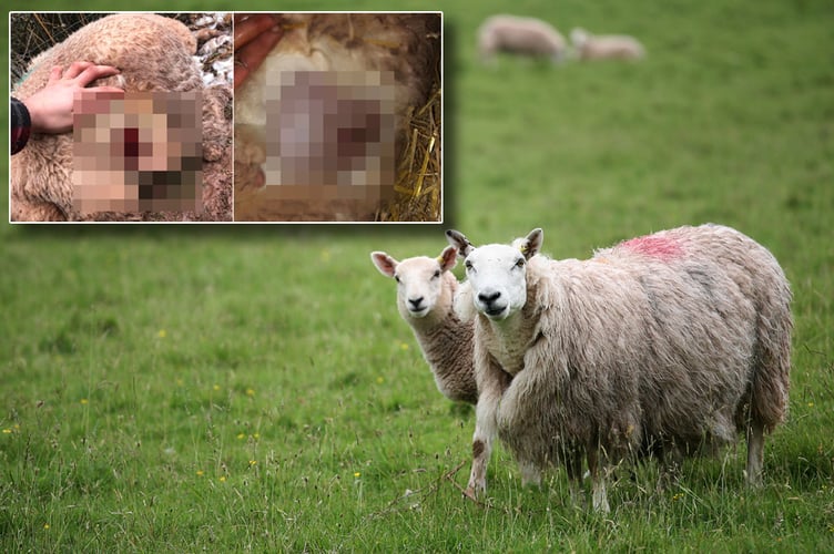 Sheep