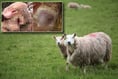 ‘Keep dogs on lead near livestock’ says farmer after ewe in lamb slain