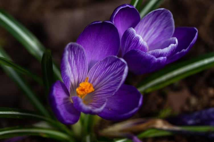 Crocus