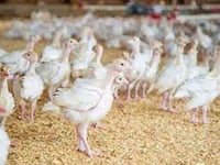 Concerns raised over bird flu spread through Wye’s poultry farms