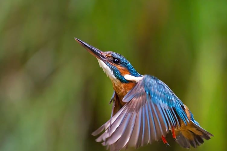 King fisher