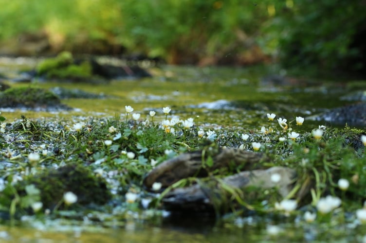 Water crowsfoot