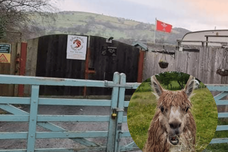 Rhayader Wildlife Rescue centre near Nantmel, inset is one of their alpacas