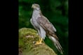 Police look into ‘unexplained’ bird of prey death