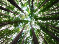 UK rainforest  campaign calls on public to map Britain’s rainforests