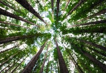 UK rainforest  campaign calls on public to map Britain’s rainforests