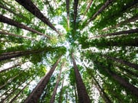 UK rainforest  campaign calls on public to map Britain’s rainforests