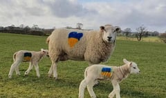 Powys farmers raise £2000 with livestock auction