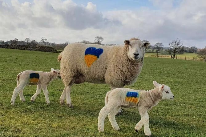 Sheep with Ukraine flag spray painted on the side
