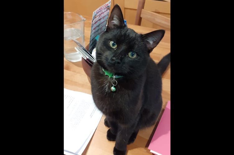Milo the cat