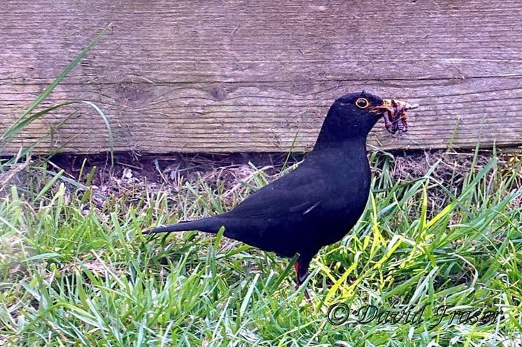 Blackbird