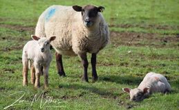 Sheep & Lambs