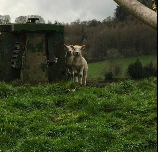 Lambs NR