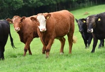 Powys’ reliance on farming highlighted in new study
