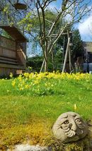 Cowslips