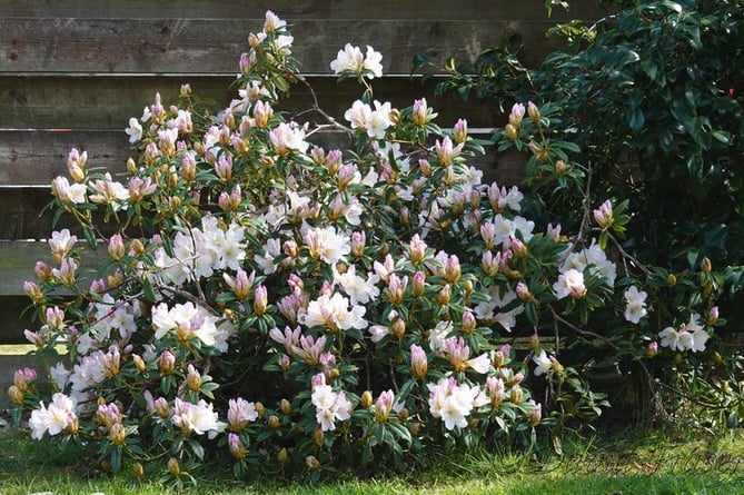 Rhododendrons coming into bloom.
