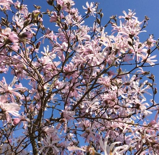 Magnolia