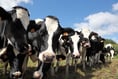 Cull cow market a chance to tighten calving internals says expert