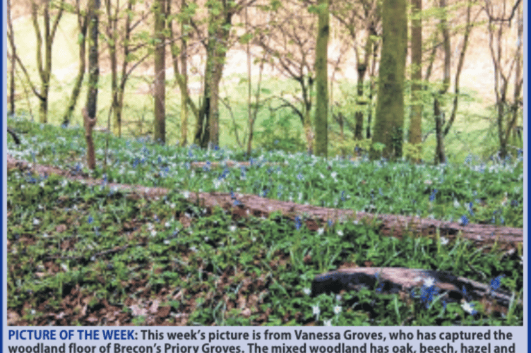 Priory Groves, Brecon (PT)