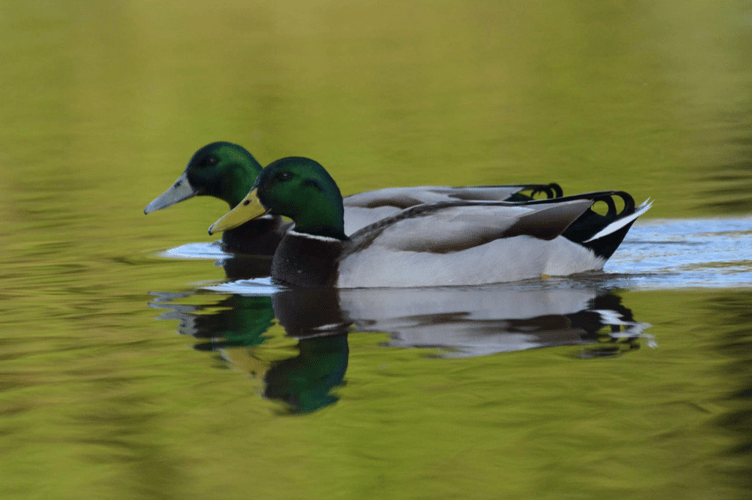 Ducks at Llyswen