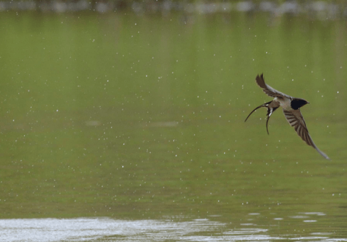 Swallow