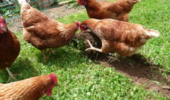 NFU Cymru welcomes lifting of poultry housing measures